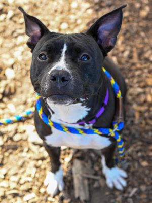 Faith Mixed Breed Dog