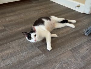 Mama Mack Domestic Short Hair Cat