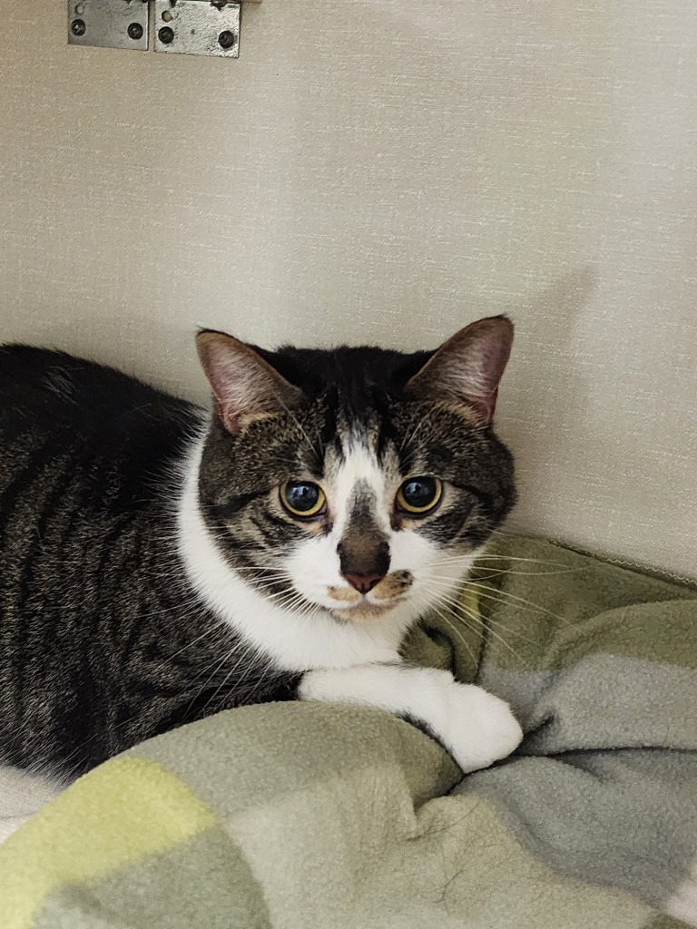 Ollie, an adoptable Domestic Short Hair in Winnipeg, MB, R3H 0M1 | Photo Image 1
