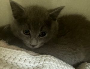 Kermit, Baby Male Domestic Short Hair