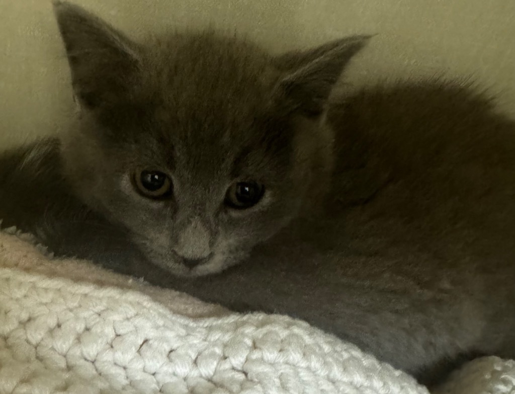 Kermit, an adoptable Domestic Short Hair in Winnipeg, MB, R3H 0M1 | Photo Image 1