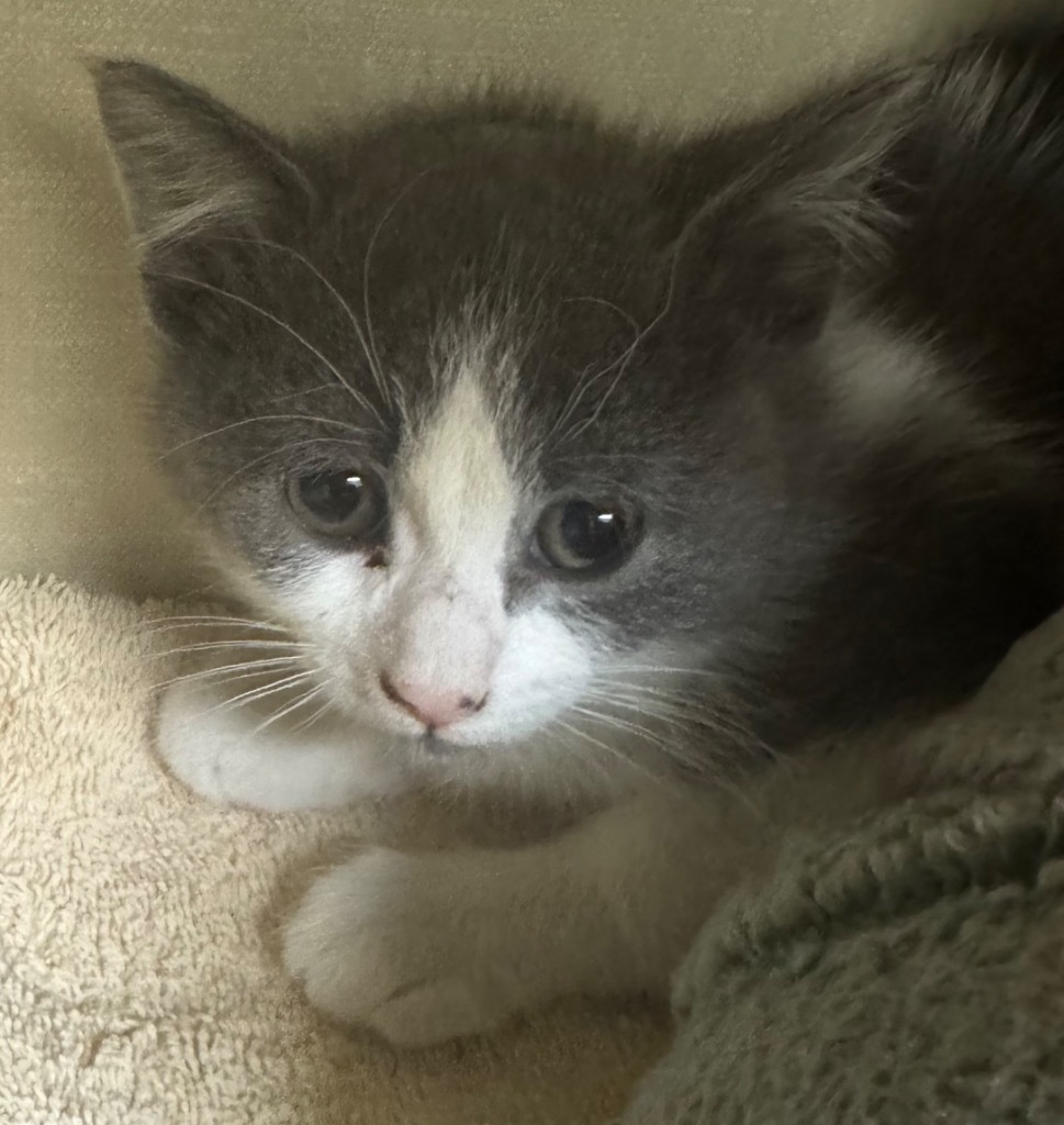 Miss Piggy, an adoptable Domestic Short Hair in Winnipeg, MB, R3H 0M1 | Photo Image 1