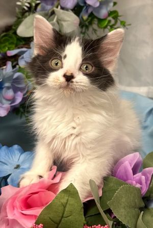 5/15/25 - Java, Baby Male Domestic Short Hair