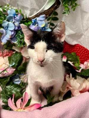 (IG) 5/5/25 - Madeline, Baby Female Domestic Short Hair