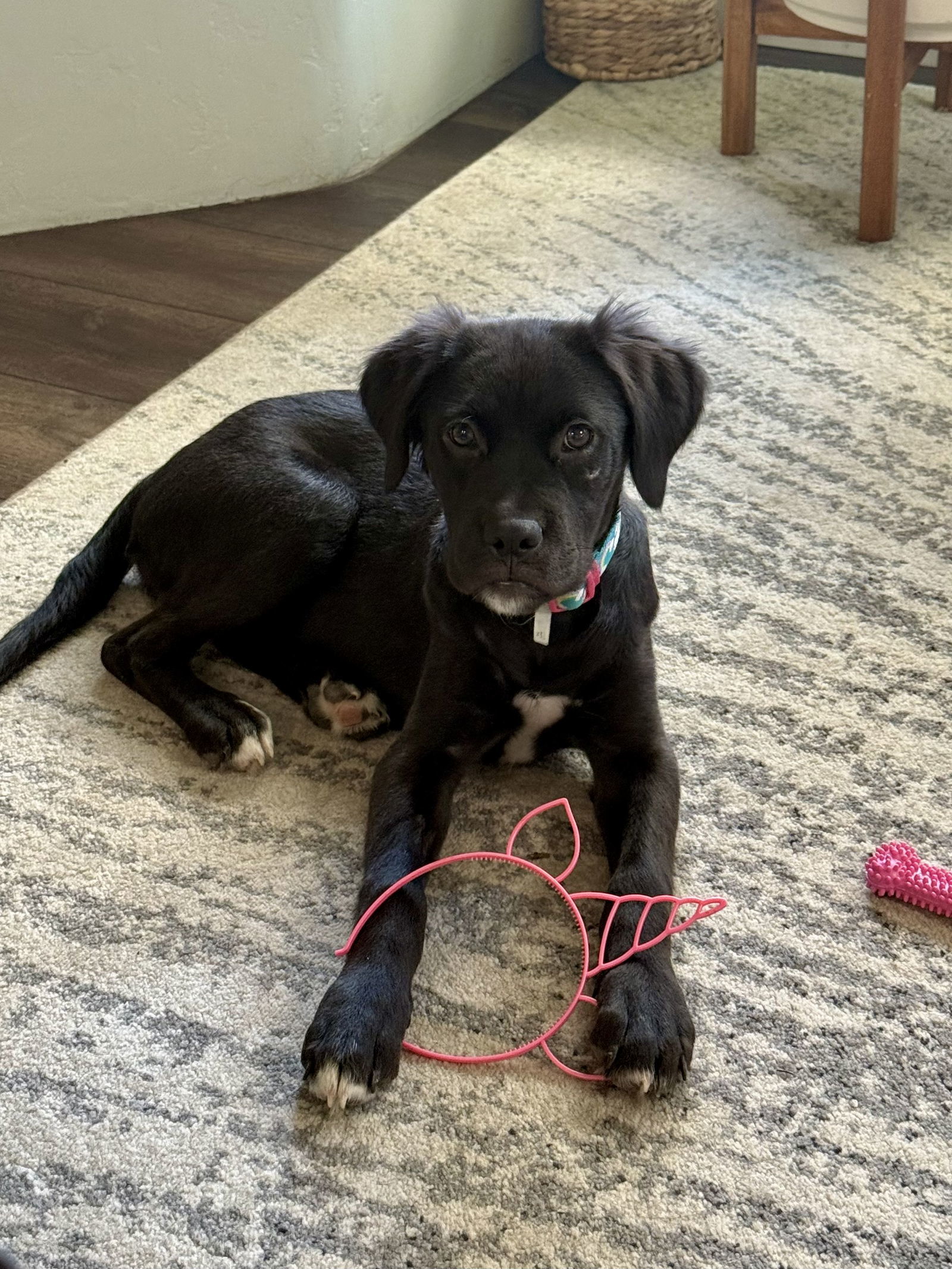 Nala