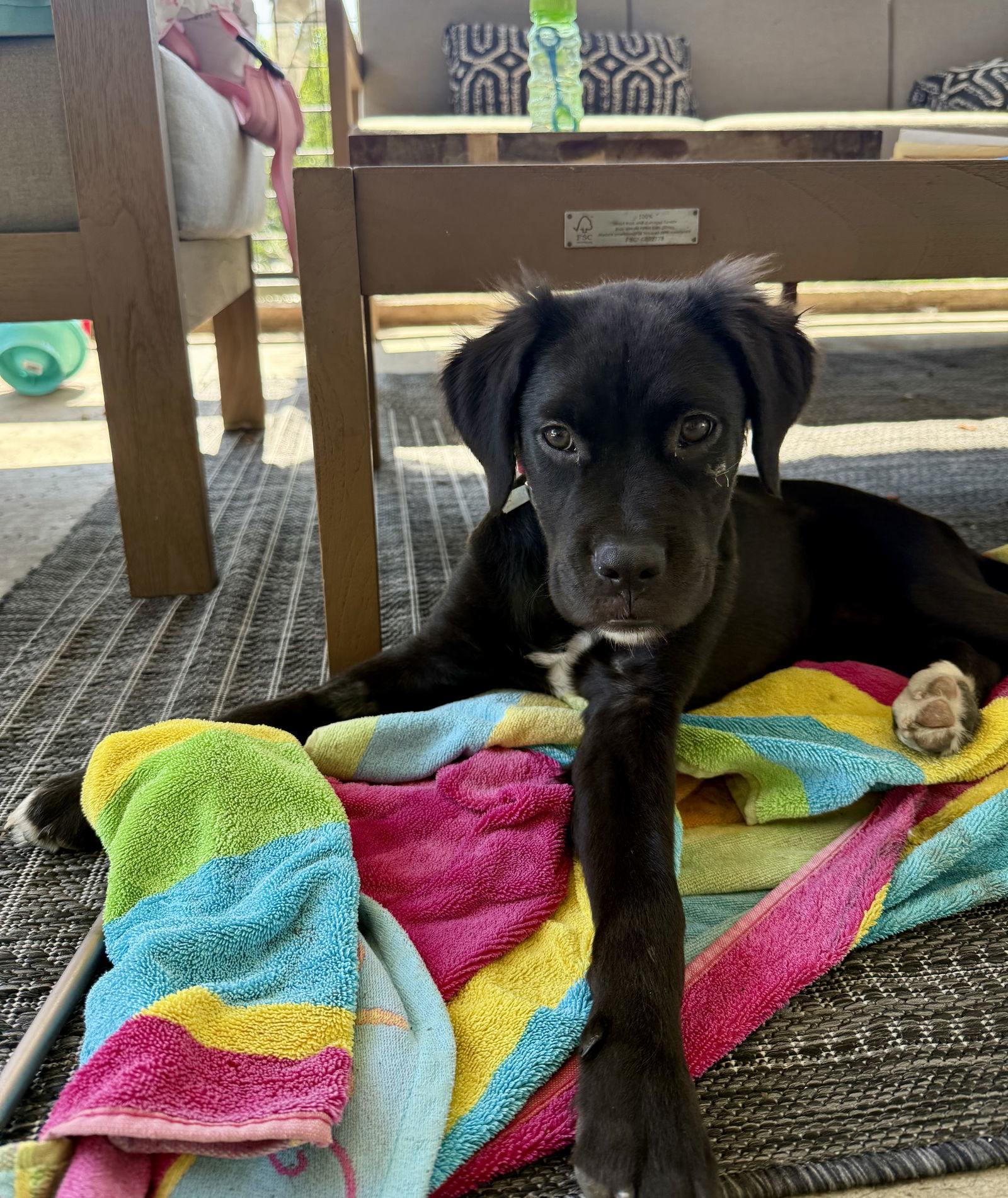 Nala