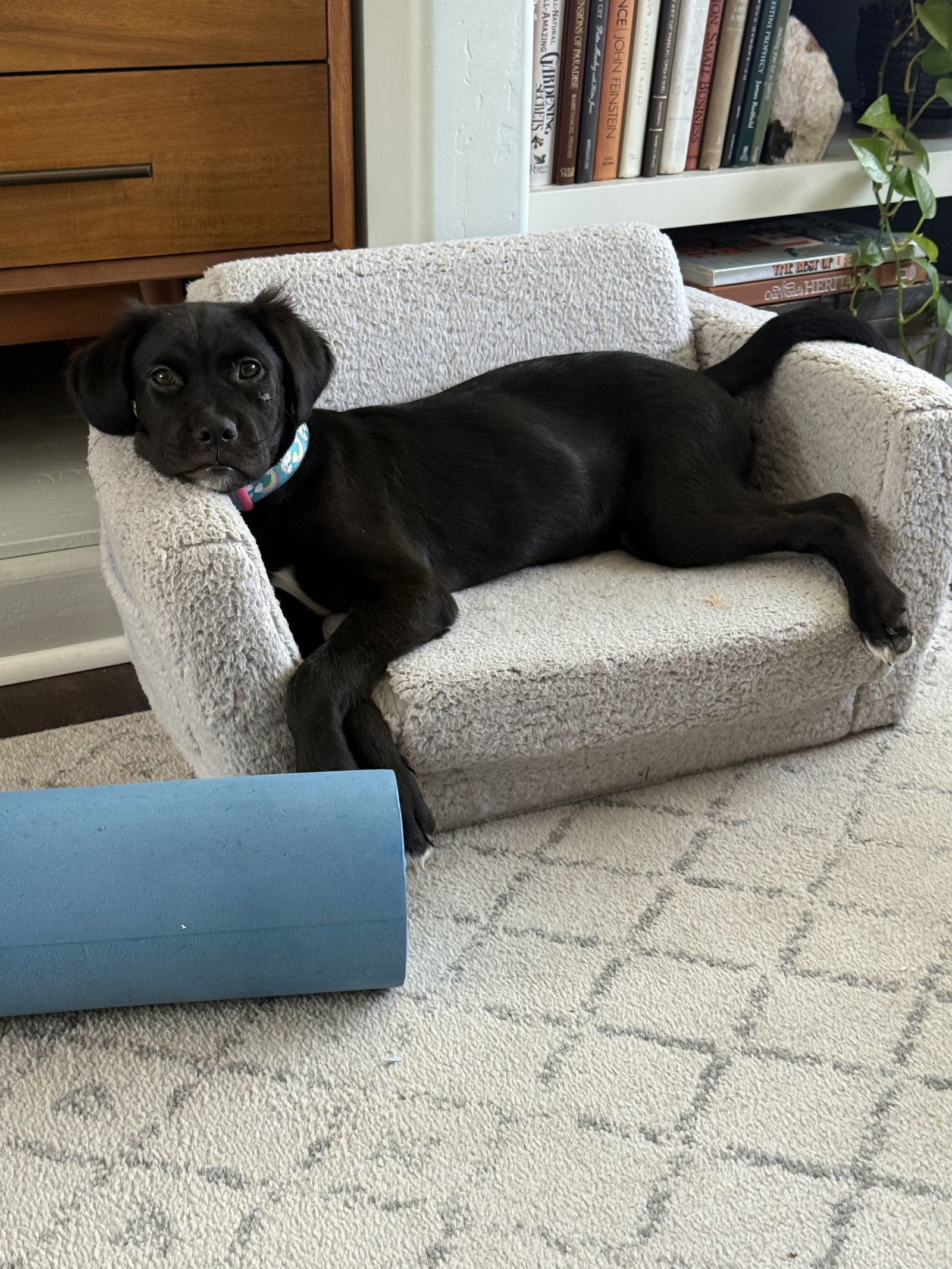 Nala