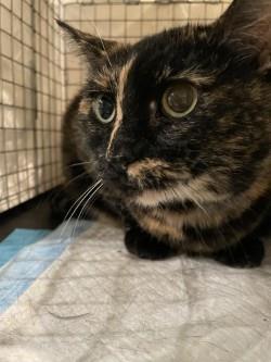Hi there Im new here so staff is still getting to know me Bio coming soon Adoption Fee 5000 