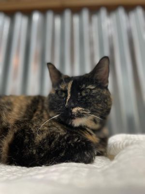 Rori, Adult Female Domestic Short Hair
