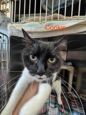 Cookie, Adult Female Domestic Short Hair
