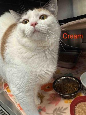 Cream, Adult Female Domestic Short Hair