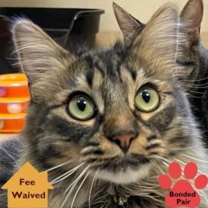 Ozzie, Young Male Domestic Medium Hair