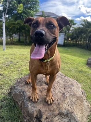 Sid, an adoptable Pit Bull Terrier, Mixed Breed in Honolulu, HI, 96826 | Photo Image 1