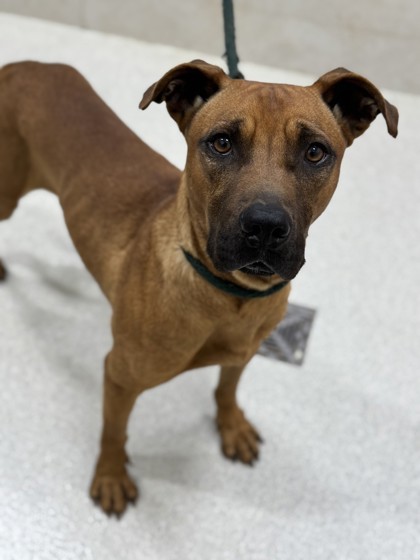 Sid, an adoptable Pit Bull Terrier, Mixed Breed in Honolulu, HI, 96826 | Photo Image 2