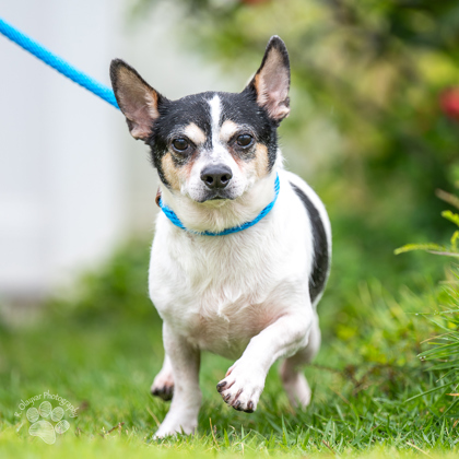 Fenix, an adoptable Chihuahua, Mixed Breed in Honolulu, HI, 96826 | Photo Image 2