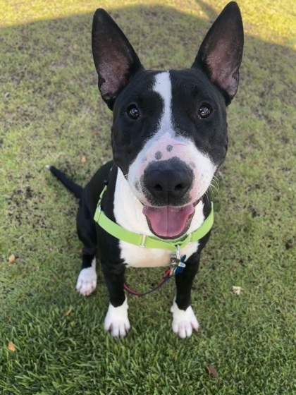 Lucky, an adoptable Bull Terrier, Mixed Breed in Honolulu, HI, 96826 | Photo Image 1