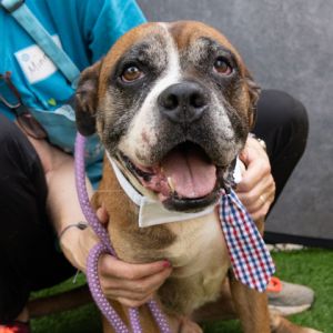 BOCEPHUS IS AVAILABLE BY APPOINTMENT ONLY IF YOU WOULD LIKE TO MAKE AN APPOINTMENT TO MEET THEM PL