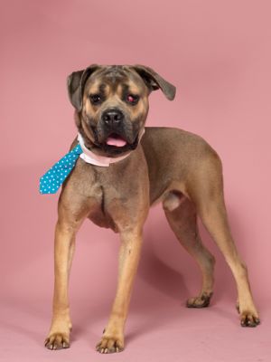 Eugene Cane Corso Dog