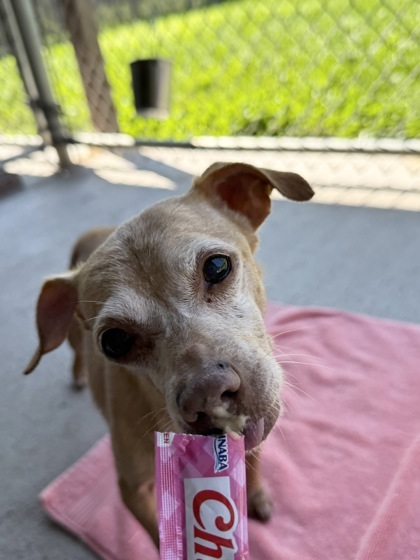 Hollister, an adoptable Chihuahua, Mixed Breed in Harbor Springs, MI, 49740 | Photo Image 1
