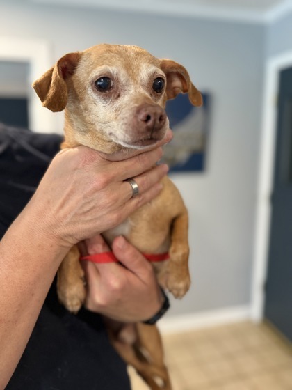 Hollister, an adoptable Chihuahua, Mixed Breed in Harbor Springs, MI, 49740 | Photo Image 2