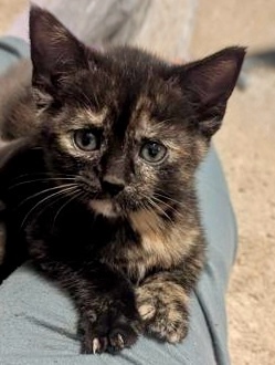 Adora