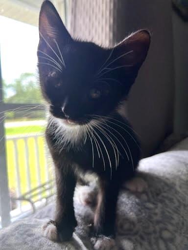 Rafiki