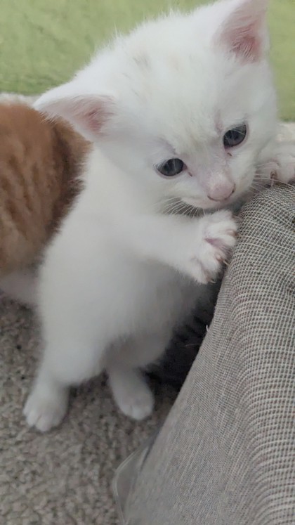 Juniper