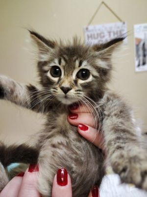 Nenny, Baby Female Domestic Long Hair