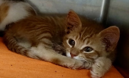 Tony