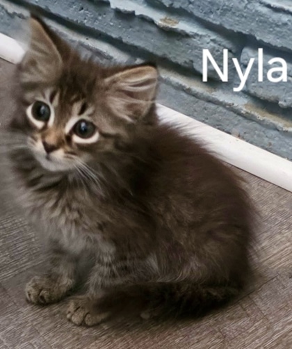 Nyla