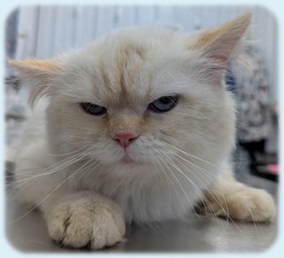 Littlebean, an adoptable Himalayan, Domestic Short Hair in Simcoe, ON, N3Y 4L1 | Photo Image 1