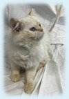 Littlebean, an adoptable Himalayan, Domestic Short Hair in Simcoe, ON, N3Y 4L1 | Photo Image 2