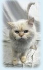 Littlebean, an adoptable Himalayan, Domestic Short Hair in Simcoe, ON, N3Y 4L1 | Photo Image 3