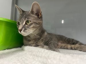 Celosia, Adult Female Domestic Short Hair