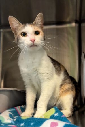 Charlotte, Adult Female Domestic Short Hair
