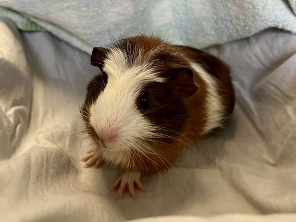 Oliver