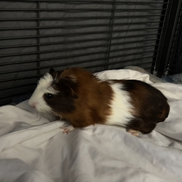 Oliver