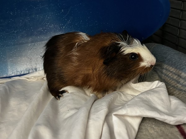 Oliver