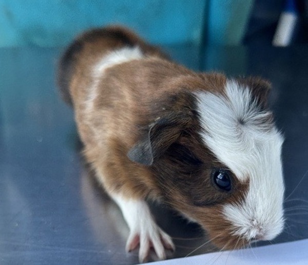 Oliver