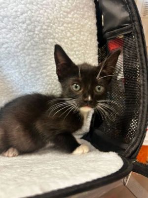 Pookie, Baby Female Domestic Short Hair