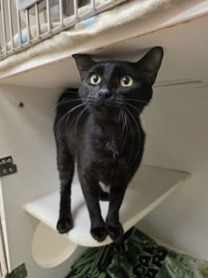 Saweetie, Adult Female unknown