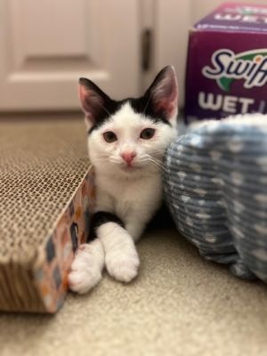 Charger 485-25 Domestic Short Hair Cat