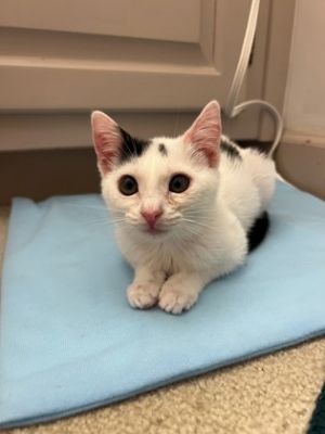 Suki 484-25 Domestic Short Hair Cat