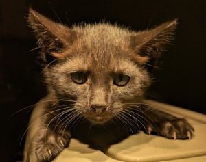 Aqua is a playful little kitten who loves sunshine soft sand and chasing anything that moves-espec
