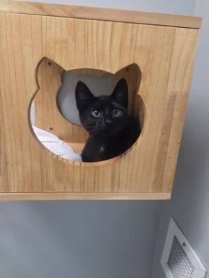 Aqua 747-25 Domestic Short Hair Cat