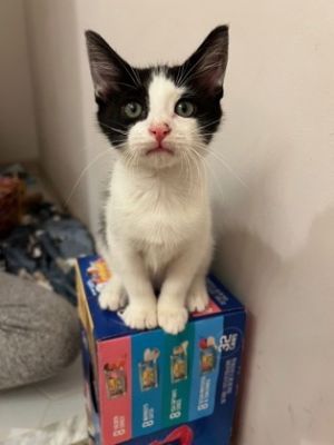 Supra is a lovable little girl who lives for attention and will happily climb all over you just to b