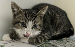 This playful little pirate is ready to set sail straight into your heart Matey is full of energy c