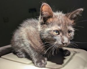 Sea Doo is a silly fun-loving kitten whos always ready for an adventure She loves to zoom around 