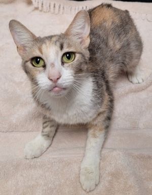 Cinnamon, Adult Female Domestic Short Hair