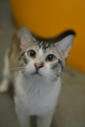 Hello Im Oliver Im a bit shy but dont let that fool you Im just as sweet as can be